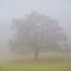 Kercseg-lapos ködös időben (karancs-medves.info fotó: Drexler Szilárd)