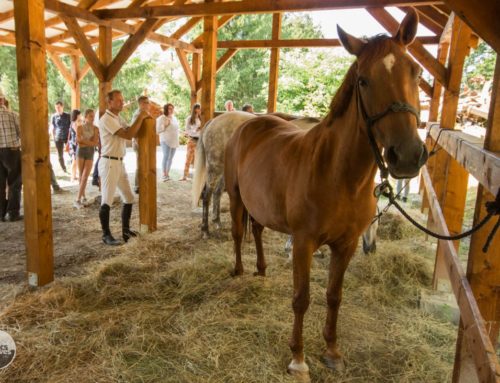 Lezárult a Karancs-Medves vidékét is érintő lovas turisztikai projekt
