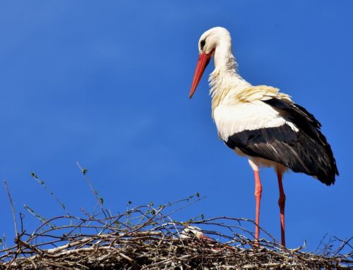 Fészekalapokkal segítenék a gólyák fészkelését Nógrád vármegyében